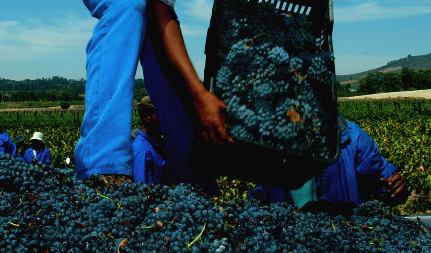 avrupa rüyası güney afrika turu cape town üzüm bağları