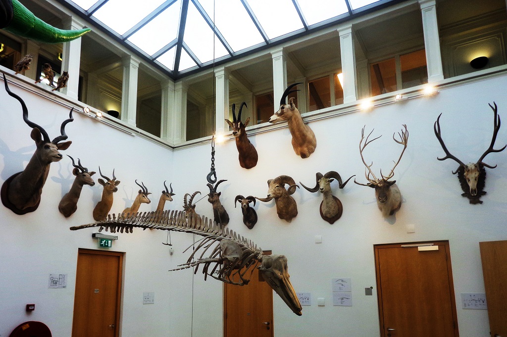 avrupa r&uuml;yası hollanda rotterdam Natuurhistorisch Museum Rotterdam