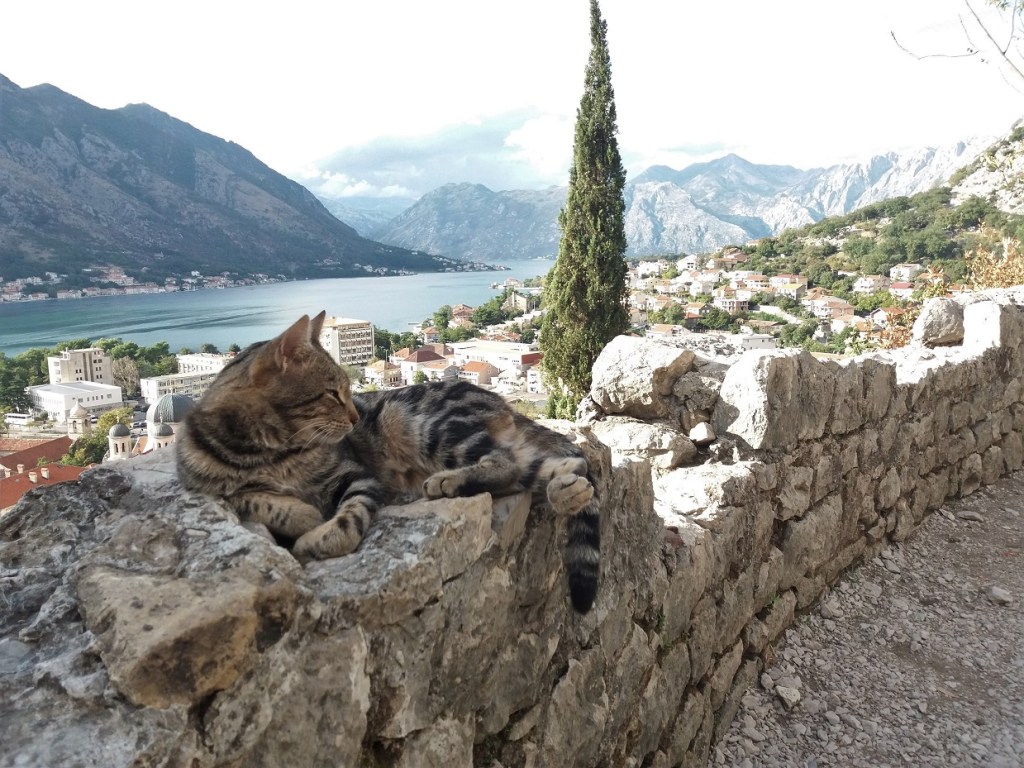 avrupa rüyası karadağ kotor kediler