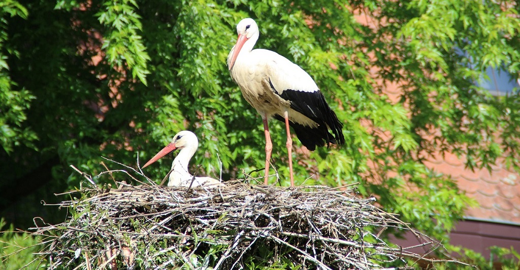 eguisheim-leylek-festivali